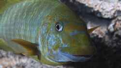 Besatz im Aquarium Petrochromis "Namansi" Nur noch als Beispiel