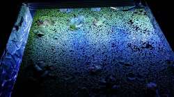 Unbekannte Wasserpflanze