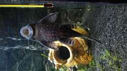 Brauner Antennenwels