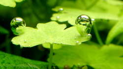Hydrocotyle cf. tripartita