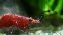 Red Fire Zwerggarnele