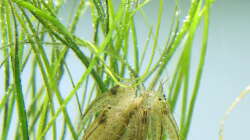 Paarung bei den Amanogarnelen