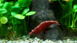 Red Fire Zwerggarnele