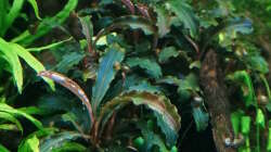 Bucephalandra
