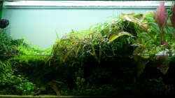 Beim wöchentlichen Wasserwechsel...