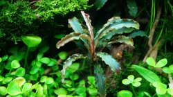 Bucephalandra