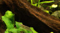 Besatz im Aquarium Ein kleines bisschen Wildnis - aufgelöst -