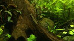 Besatz im Aquarium Ein kleines bisschen Wildnis - aufgelöst -