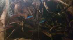 Aquarium Kleines Rio Negro Imitat