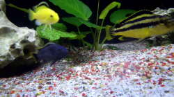 Aquarium Fisch-TV für meiner Tochter