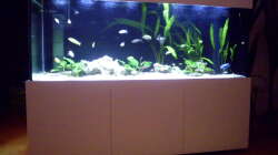 Aquarium Fisch-TV für meiner Tochter