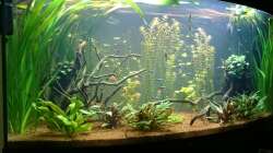 Aquarium Grüne Oase