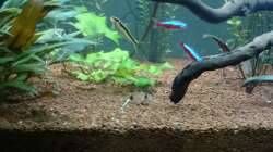 Besatz im Aquarium Grüne Oase