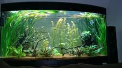 Aquarium Grüne Oase