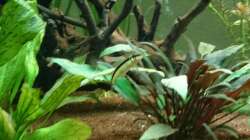 Besatz im Aquarium Grüne Oase