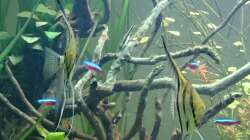 Besatz im Aquarium Grüne Oase