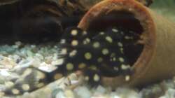 Besatz im Aquarium Südamerikawürfelchen....