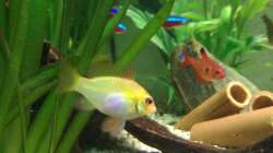 Besatz im Aquarium Südamerikawürfelchen....