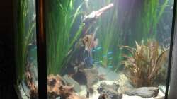 Südamerikawürfelchen - Beckenansicht