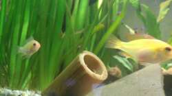 Goldis- Bonny & Clyde