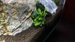 (Bucephalandra spec. `Wavy Leaf`