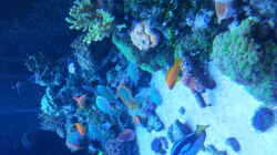 Aquarium Riff im Wohnzimmer