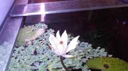 Nymphea Lotus Blüte schliesst sich tagsüber