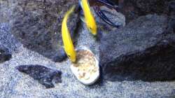 Bei der Fütterung mit Bananenbrei