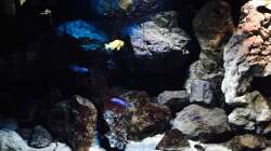 Aquarium Fade to black (aufgelöst)