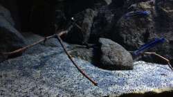 Pflanzen im Aquarium Fade to black (aufgelöst)