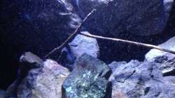 Dekoration im Aquarium Fade to black (aufgelöst)