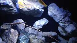 Aquarium Fade to black (aufgelöst)