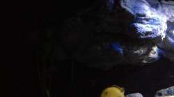 Dekoration im Aquarium Fade to black (aufgelöst)