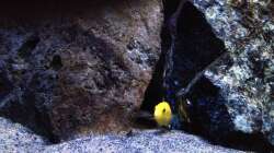 Besatz im Aquarium Fade to black (aufgelöst)