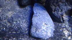 Aquarium Fade to black (aufgelöst)