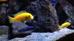 Besatz im Aquarium Fade to black (aufgelöst)