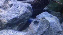 Dekoration im Aquarium Fade to black (aufgelöst)