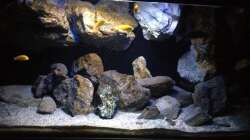 Pflanzen im Aquarium Fade to black (aufgelöst)