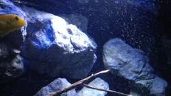 Dekoration im Aquarium Fade to black (aufgelöst)