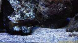 Besatz im Aquarium Fade to black (aufgelöst)