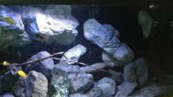 Aquarium Fade to black (aufgelöst)