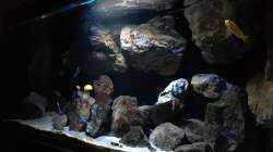 Pflanzen im Aquarium Fade to black (aufgelöst)