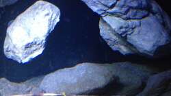 Aquarium Fade to black (aufgelöst)