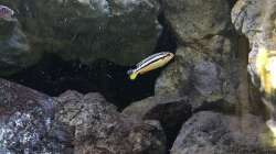 Besatz im Aquarium Fade to black (aufgelöst)