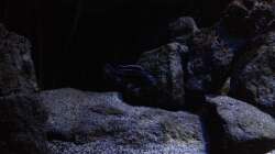 Pflanzen im Aquarium Fade to black (aufgelöst)