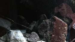 Pflanzen im Aquarium Fade to black (aufgelöst)