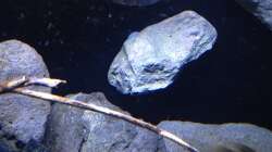 Aquarium Fade to black (aufgelöst)