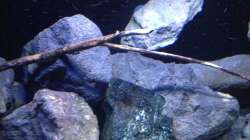 Dekoration im Aquarium Fade to black (aufgelöst)