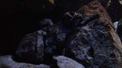 Pflanzen im Aquarium Fade to black (aufgelöst)