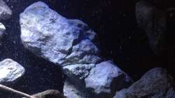 Dekoration im Aquarium Fade to black (aufgelöst)